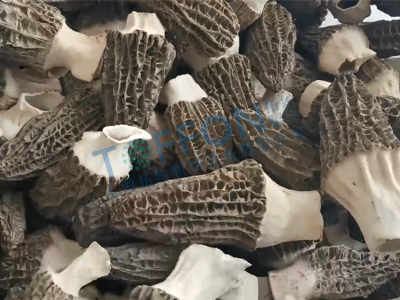 羊肚菌凍干：食用菌凍干機應(yīng)用羊肚菌凍干加工